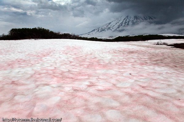 Chlamydomonas nivalis