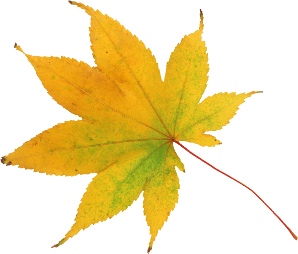 Листья на прозрачном фоне