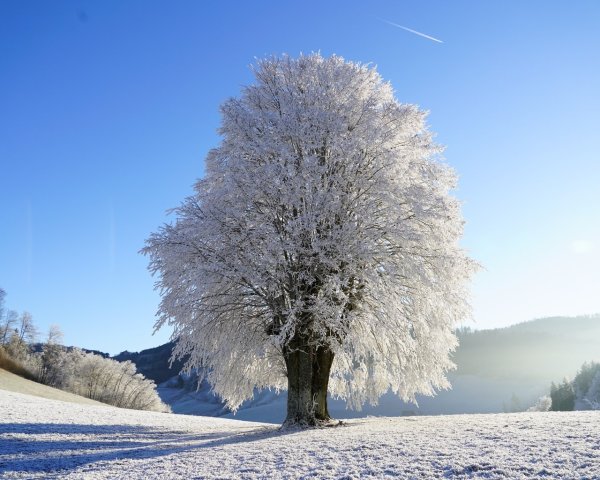 Заснеженные деревья