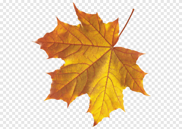 Листочки без заднего фона осенние