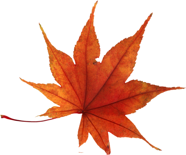 Осенние кленовые листья на прозрачном фоне