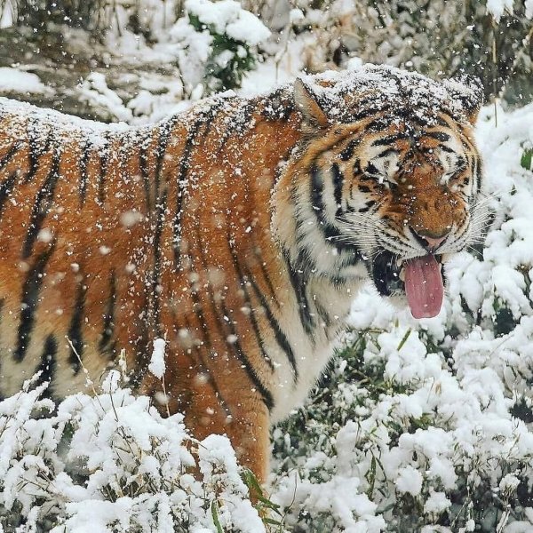 Уссурийская Тайга Амурский тигр