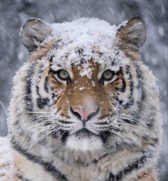 Амурский тигр красавец