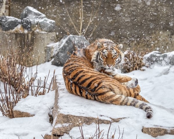 Уссурийский тигр с тигрятами зимой