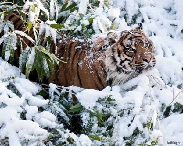 Уссурийский тигр