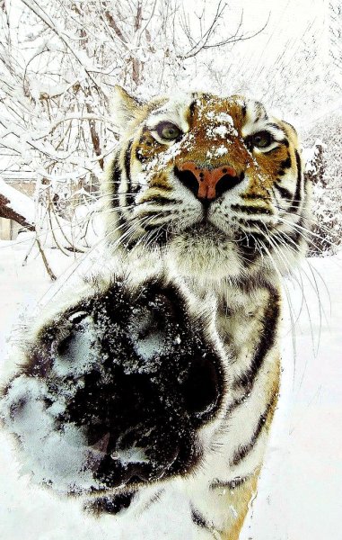 Тигр на снегу