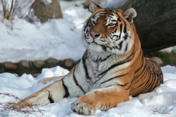 Уссурийский тигр