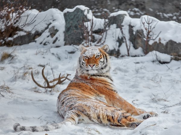 Амба тигр Уссурийский