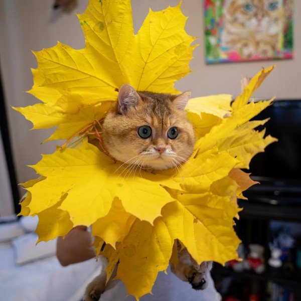 Доброе осеннее утро с юмором