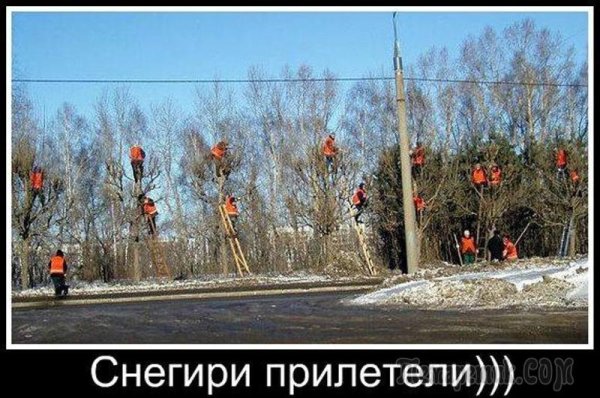 Снегири прилетели прикол