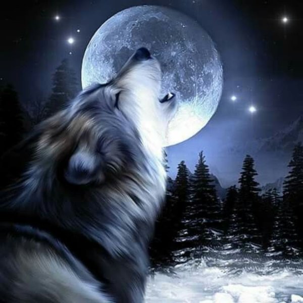 Волк при Луне