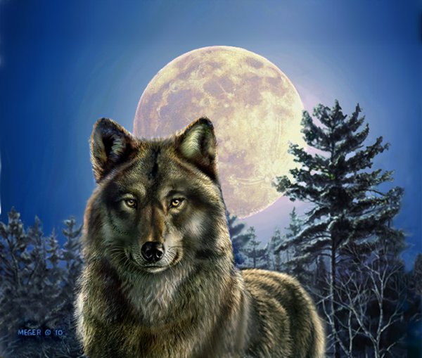 Волк Луна лес