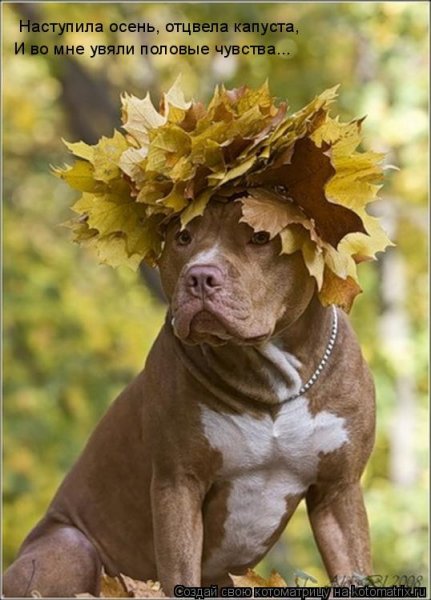 Осенние приколы