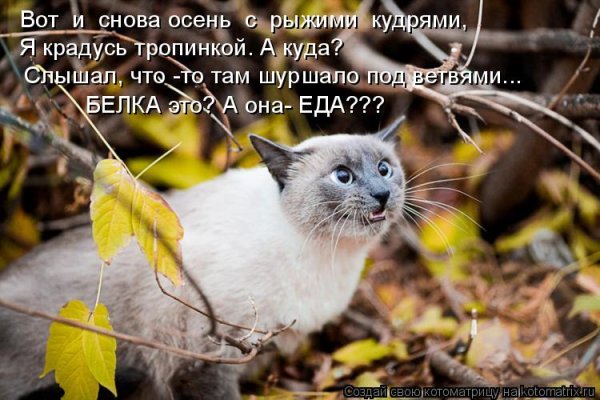 Осенний юмор