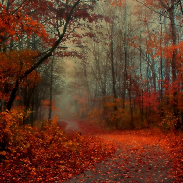 Обои на андроид осень