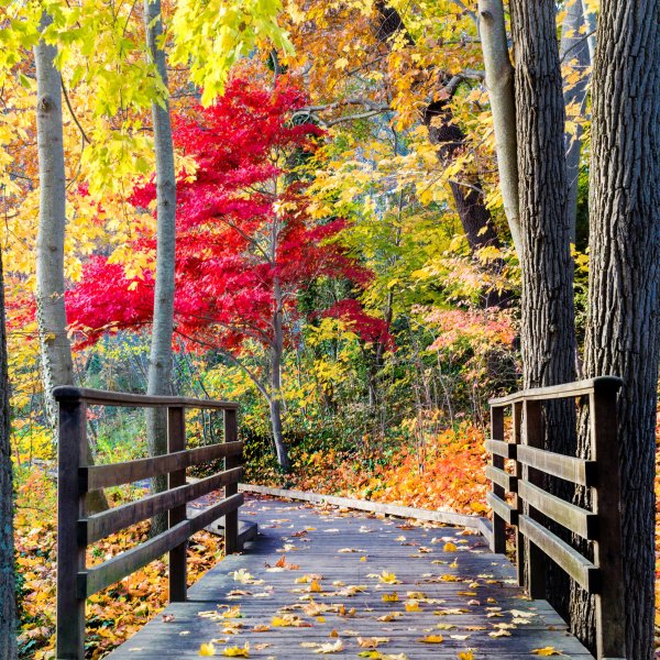 Фотообои осень