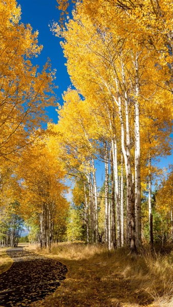 Береза осень