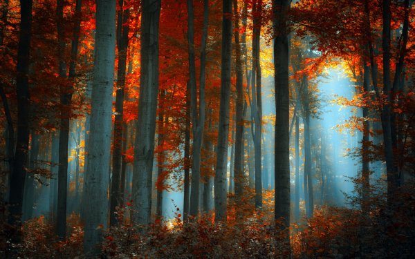 Осенний лес