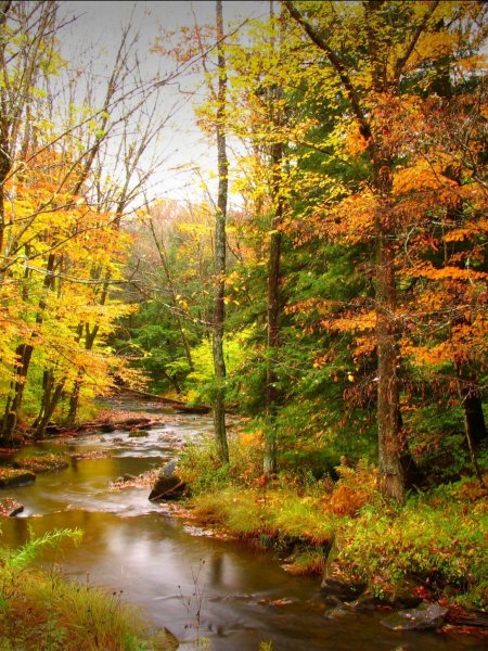 Осень лес ручей