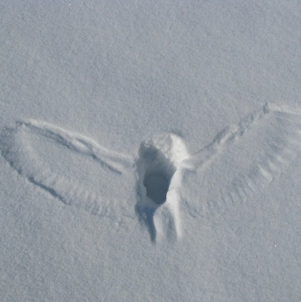 Следы голубя на снегу