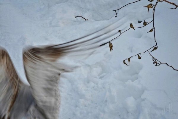 Снежные Крылья