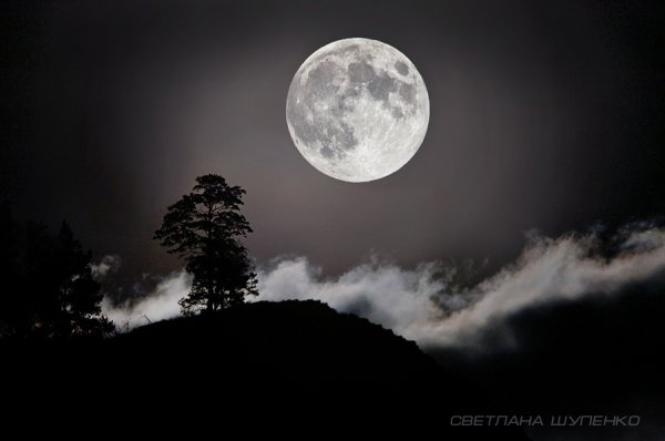 Луна в лесу