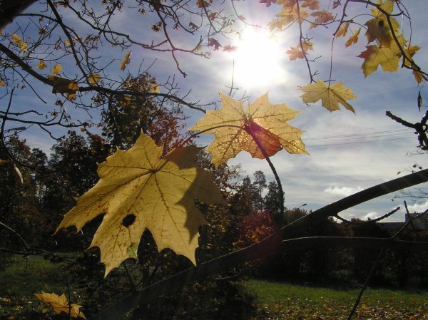 Осеннее солнце
