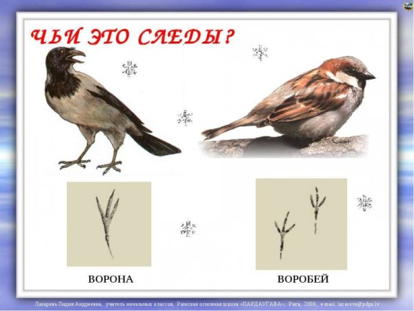 Следы птиц на снегу