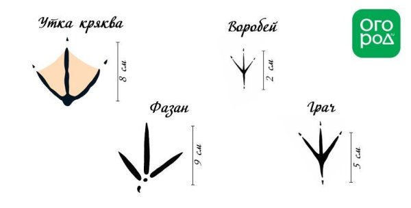 Следы птиц подписанные