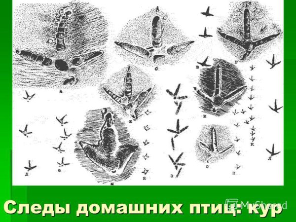 Следы птиц на снегу