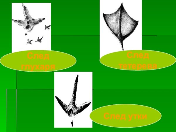 Следы птиц для детей