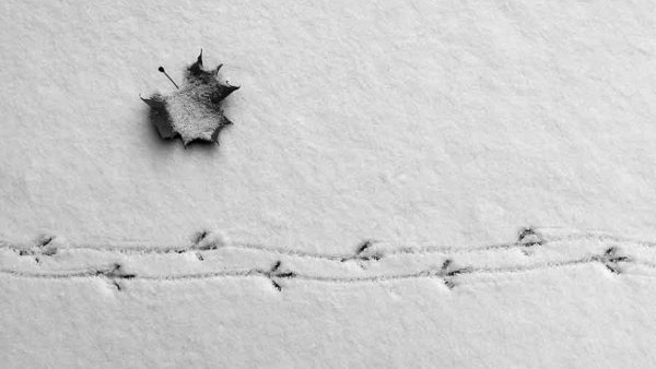 Птичьи следы на снегу