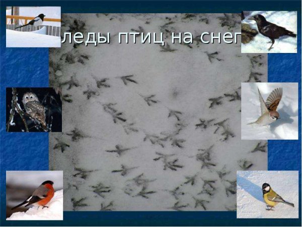 Следы зимующих птиц на снегу