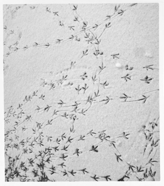 Птичьи следы