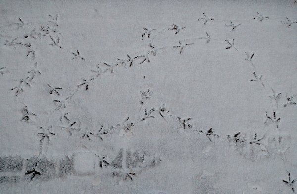 Птичьи следы на снегу