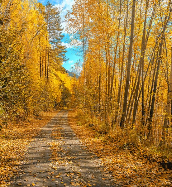 Лесная тропинка осенью в лесу