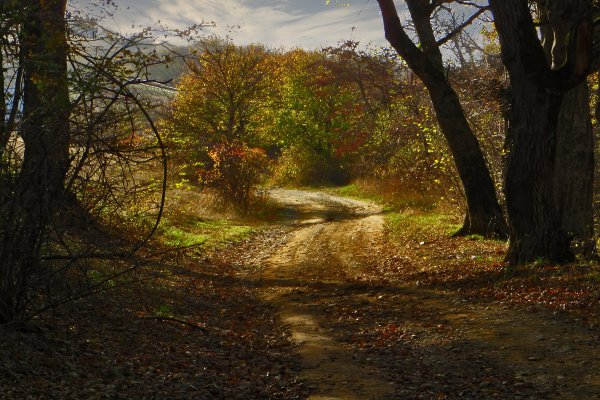 Осенняя тропинка