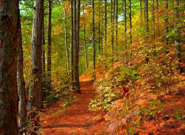 Лесная тропинка осенью