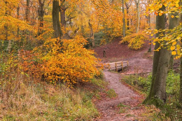 Осень лес тропинка