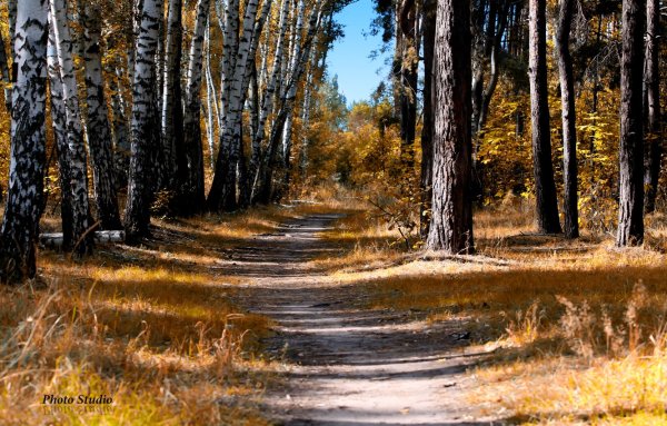 Тропинка в осеннем лесу
