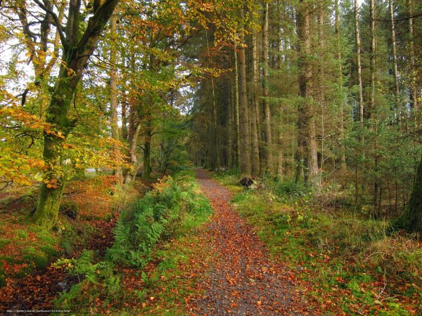 Август лес тропа