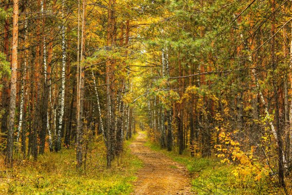 Осень лес тропинка