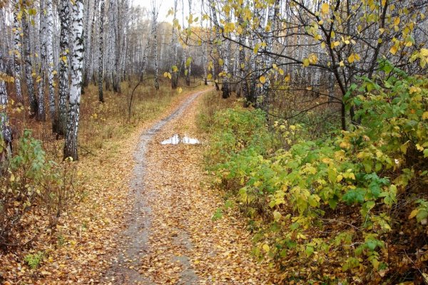 Бутовский лес Ярославль