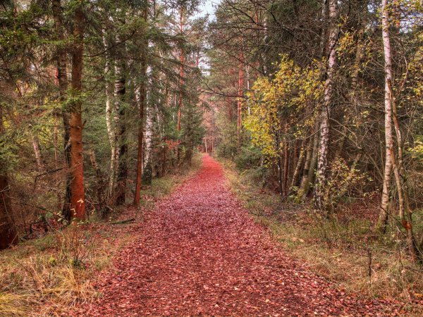 Лесная тропинка осенью