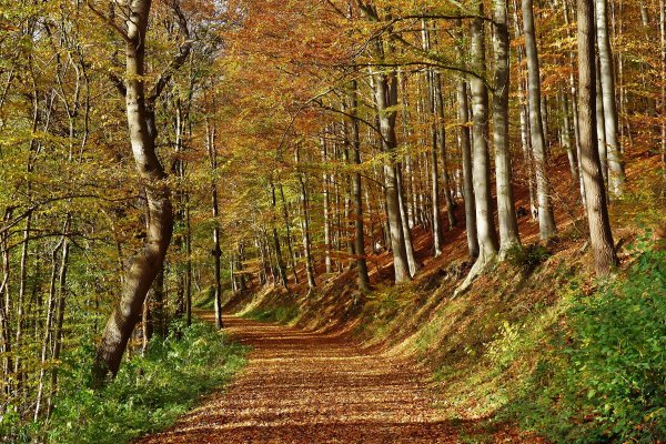 Лесная тропинка осенью в лесу