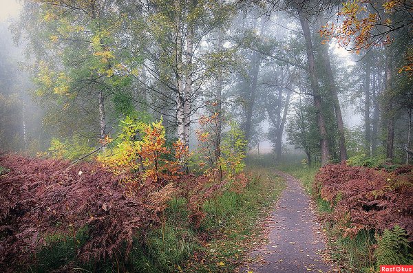 Осень тропинка