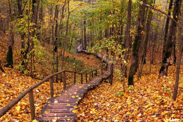 Тропинка в осеннем лесу