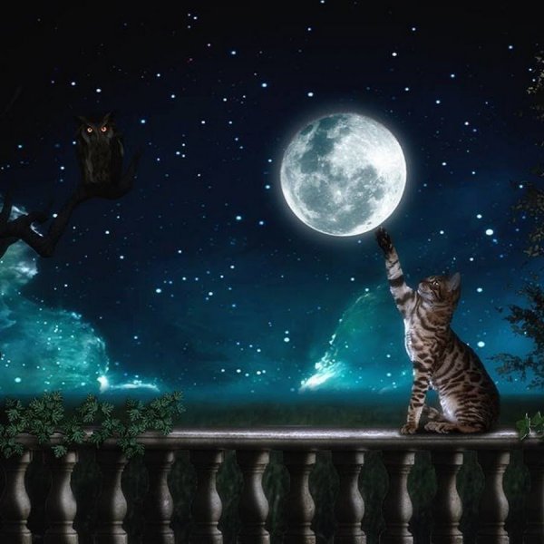 Кошка под луной