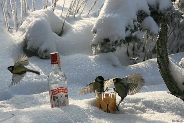 Пьяная синичка