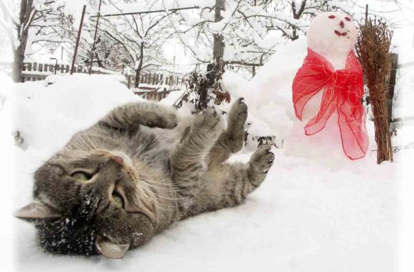 1 Декабря котики